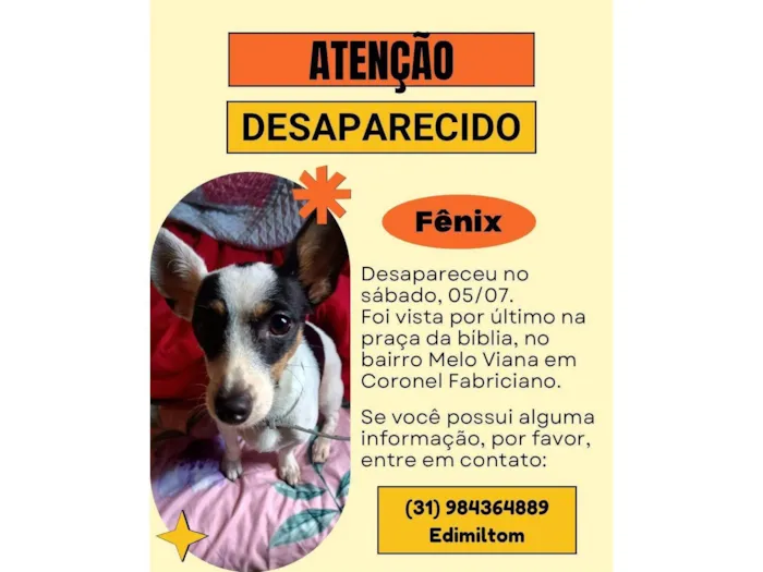 Cachorro ra a Pinscher idade 1 ano nome Fenix