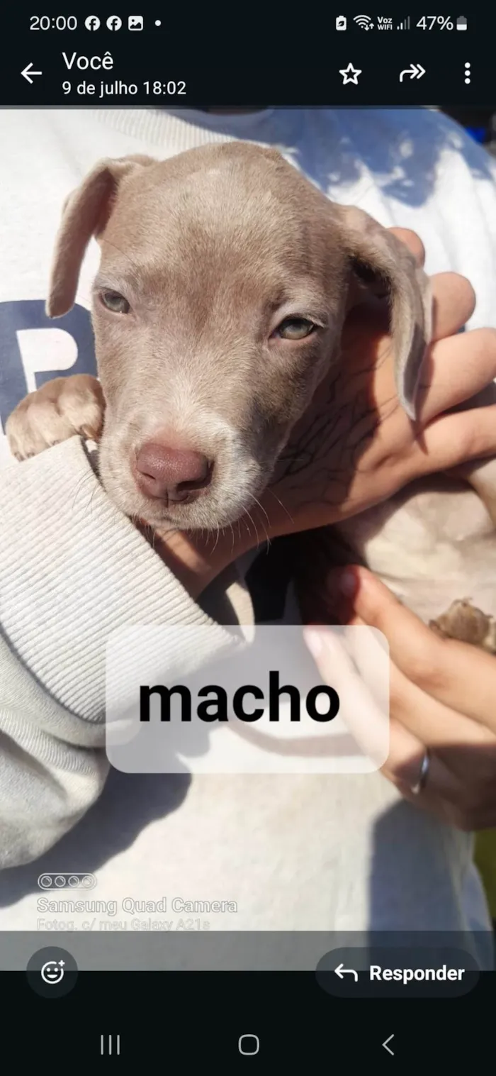 Cachorro ra a Pit-Bull idade 2 a 6 meses nome Filhotes Pitbullzinho 