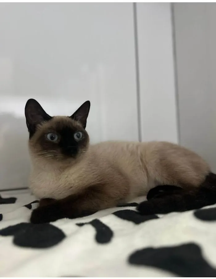 Gato ra a Siamês idade 7 a 11 meses nome Amora felv+