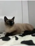 Amora felv+
