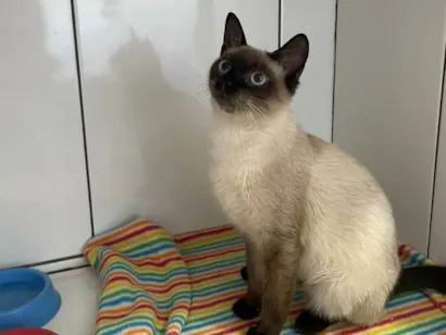 Gato raça Siamês idade 7 a 11 meses nome Amora felv+
