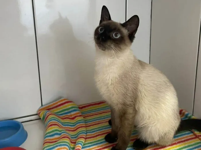 Gato ra a Siamês idade 7 a 11 meses nome Amora felv+
