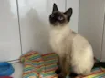 Amora felv+