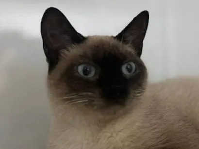 Gato raça Siamês idade 7 a 11 meses nome Amora felv+