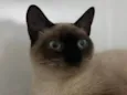 Amora felv+