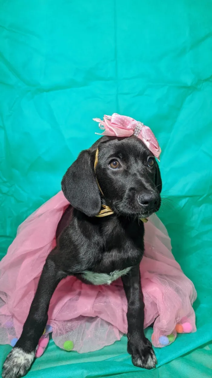 Cachorro ra a SRD-ViraLata idade 2 a 6 meses nome Brisa