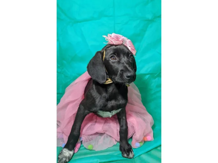 Cachorro ra a SRD-ViraLata idade 2 a 6 meses nome Brisa