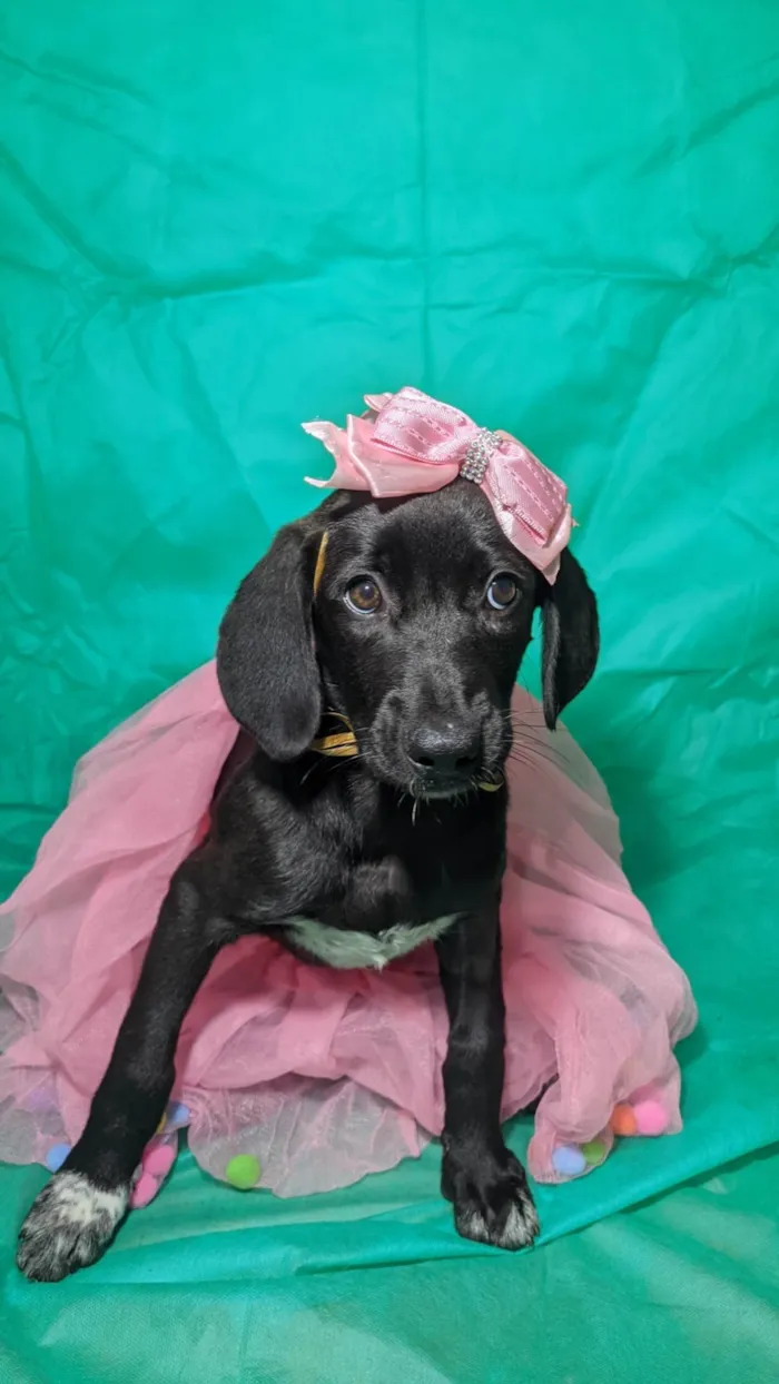 Cachorro ra a SRD-ViraLata idade 2 a 6 meses nome Brisa