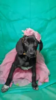 Brisa