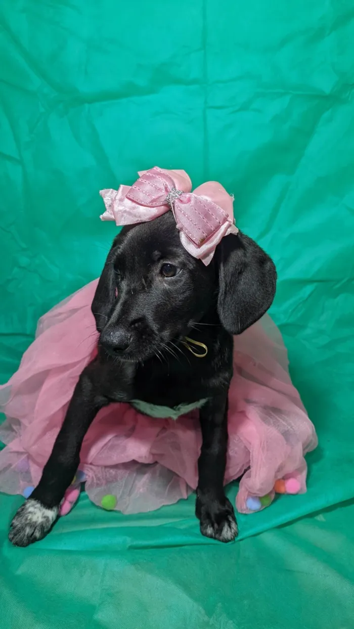 Cachorro ra a SRD-ViraLata idade 2 a 6 meses nome Brisa