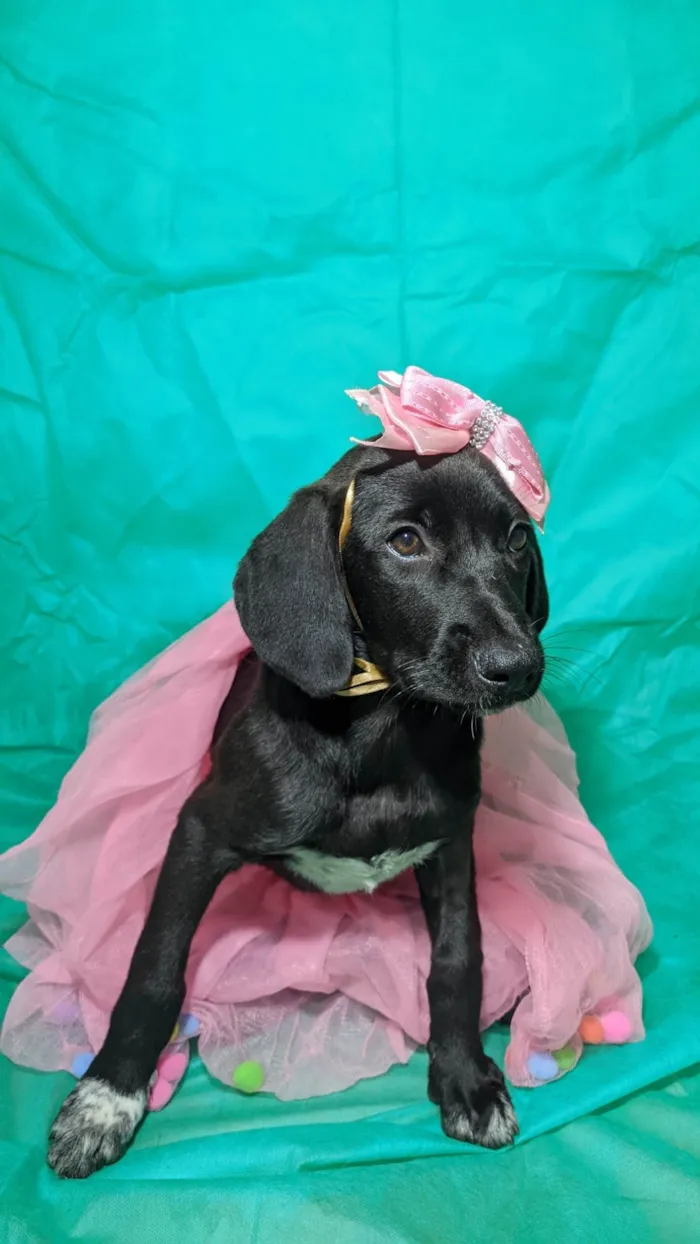 Cachorro ra a SRD-ViraLata idade 2 a 6 meses nome Brisa