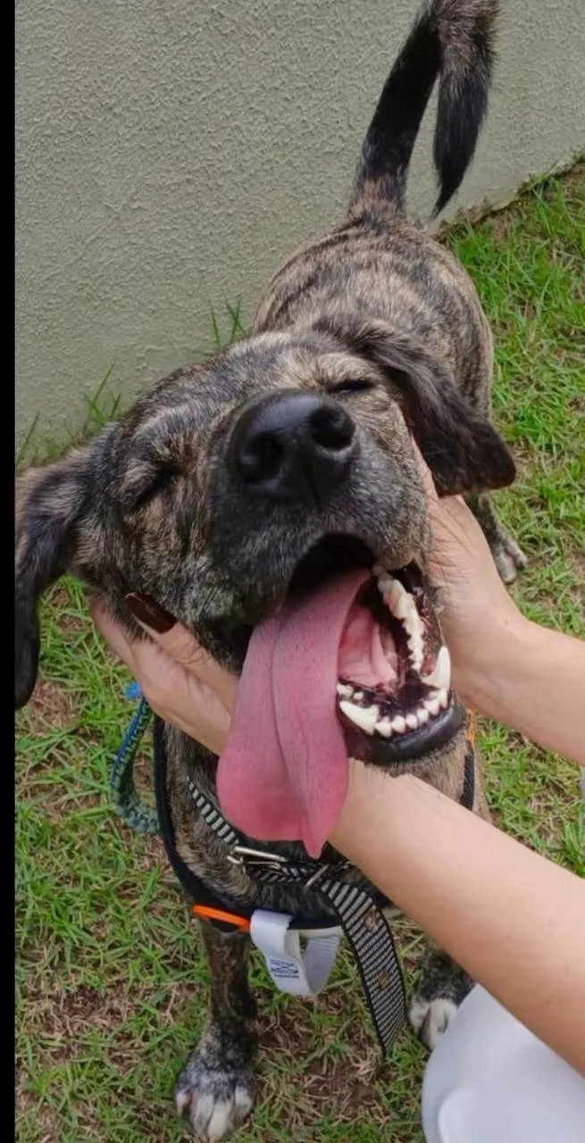 Cachorro ra a SRD-ViraLata idade Abaixo de 2 meses nome Filhotinhos