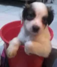 Filhotinhos