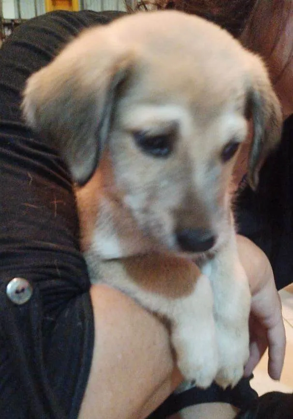 Cachorro ra a SRD-ViraLata idade Abaixo de 2 meses nome Filhotinhos