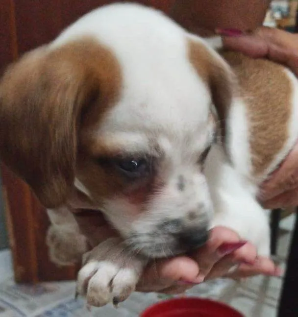 Cachorro ra a SRD-ViraLata idade Abaixo de 2 meses nome Filhotinhos