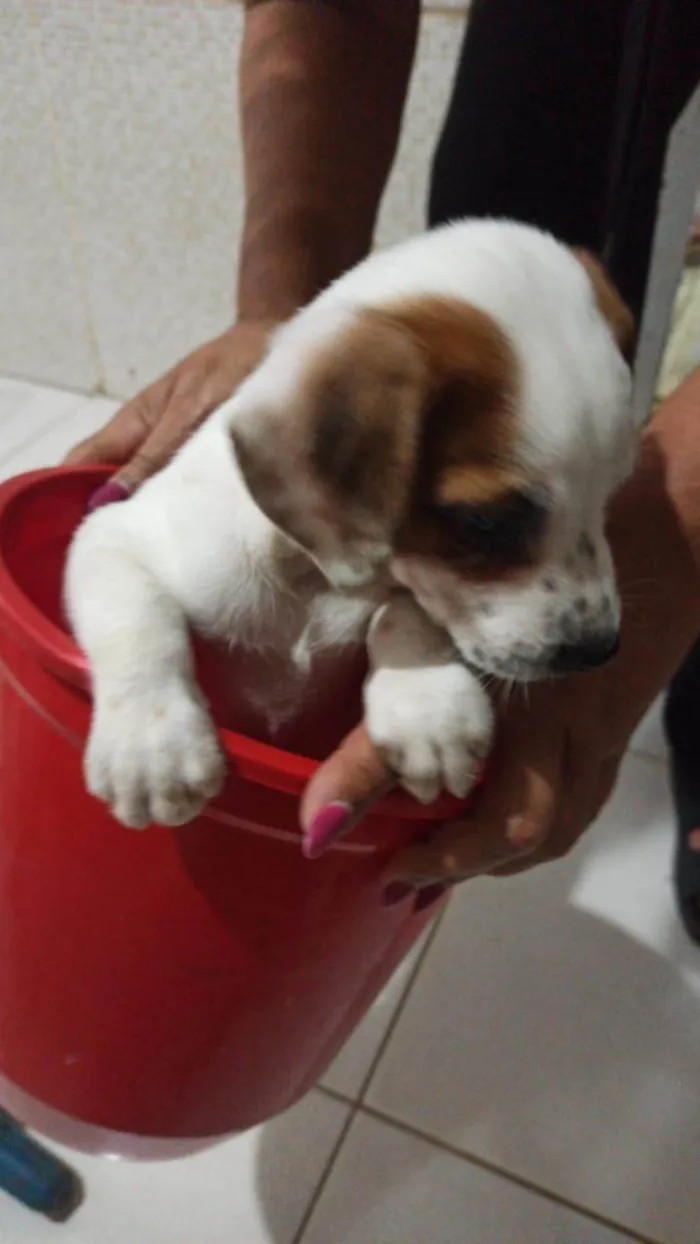 Cachorro ra a SRD-ViraLata idade Abaixo de 2 meses nome Filhotinhos