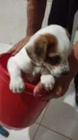 Filhotinhos