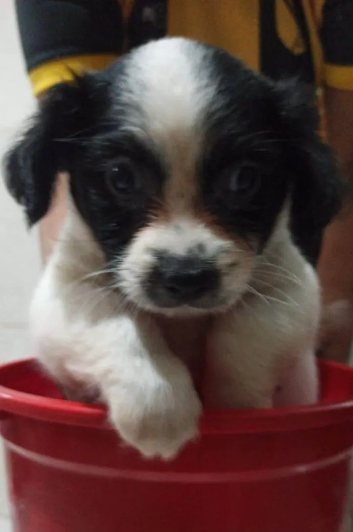 Cachorro ra a SRD-ViraLata idade Abaixo de 2 meses nome Filhotinhos