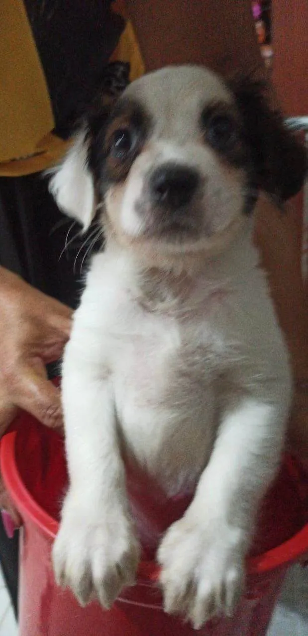 Cachorro ra a SRD-ViraLata idade Abaixo de 2 meses nome Filhotinhos