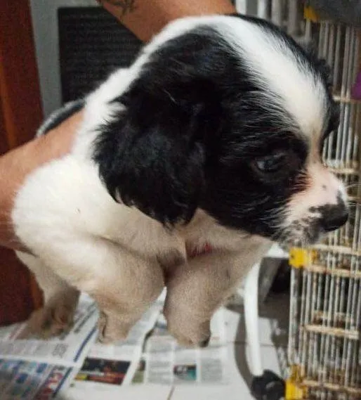 Cachorro ra a SRD-ViraLata idade Abaixo de 2 meses nome Filhotinhos