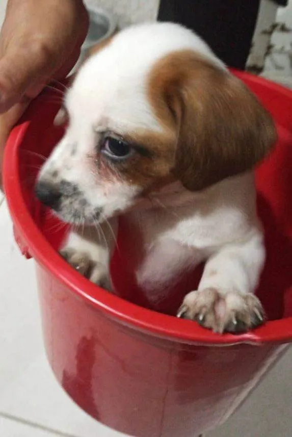 Cachorro ra a SRD-ViraLata idade Abaixo de 2 meses nome Filhotinhos