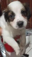 Filhotinhos