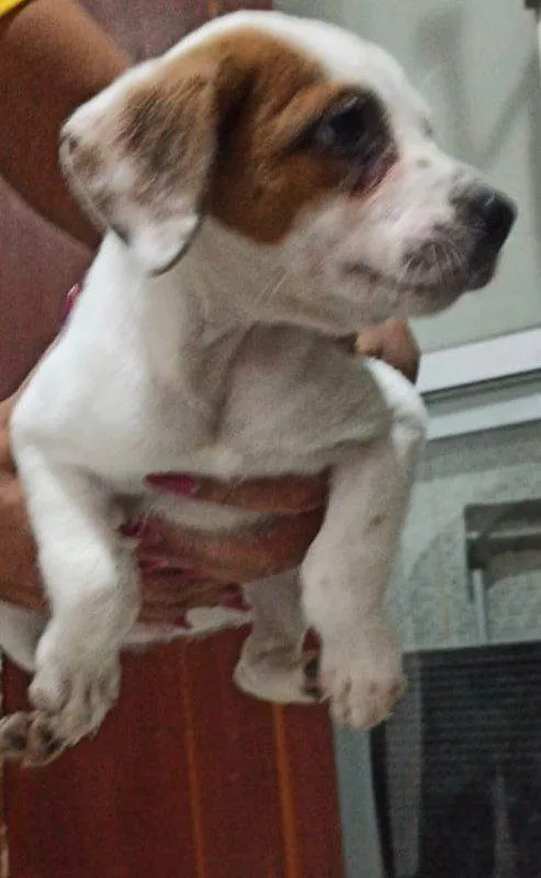 Cachorro ra a SRD-ViraLata idade Abaixo de 2 meses nome Filhotinhos