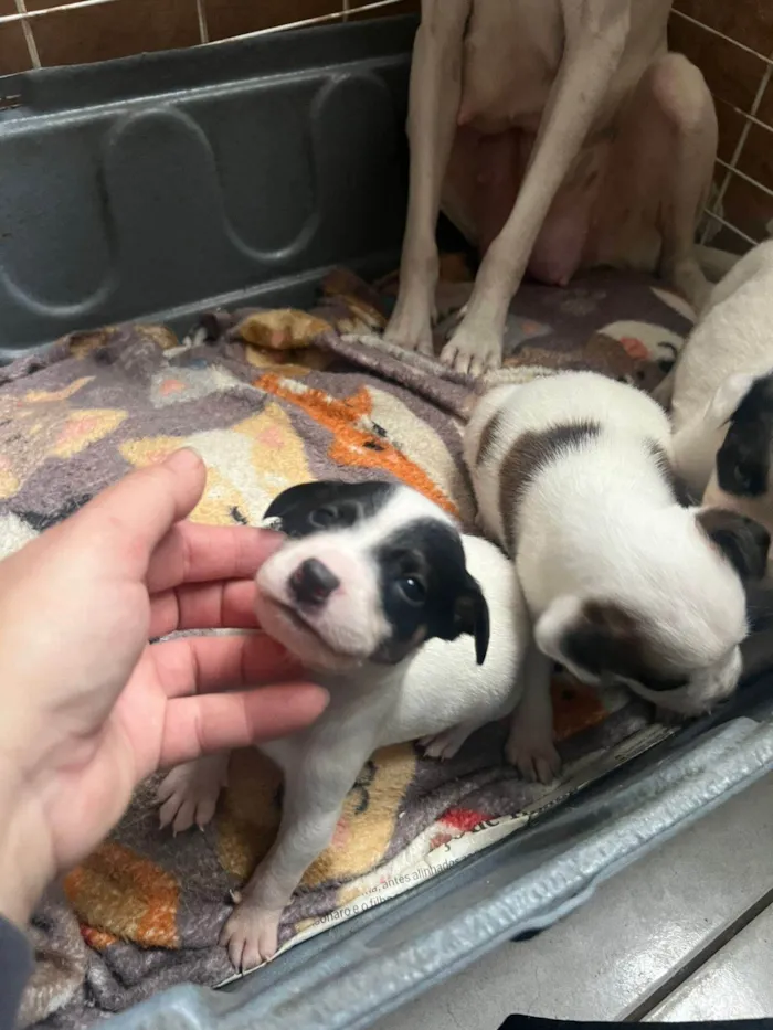 Cachorro ra a SRD-ViraLata idade Abaixo de 2 meses nome Filhotinhos