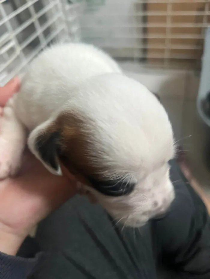 Cachorro ra a SRD-ViraLata idade Abaixo de 2 meses nome Filhotinhos