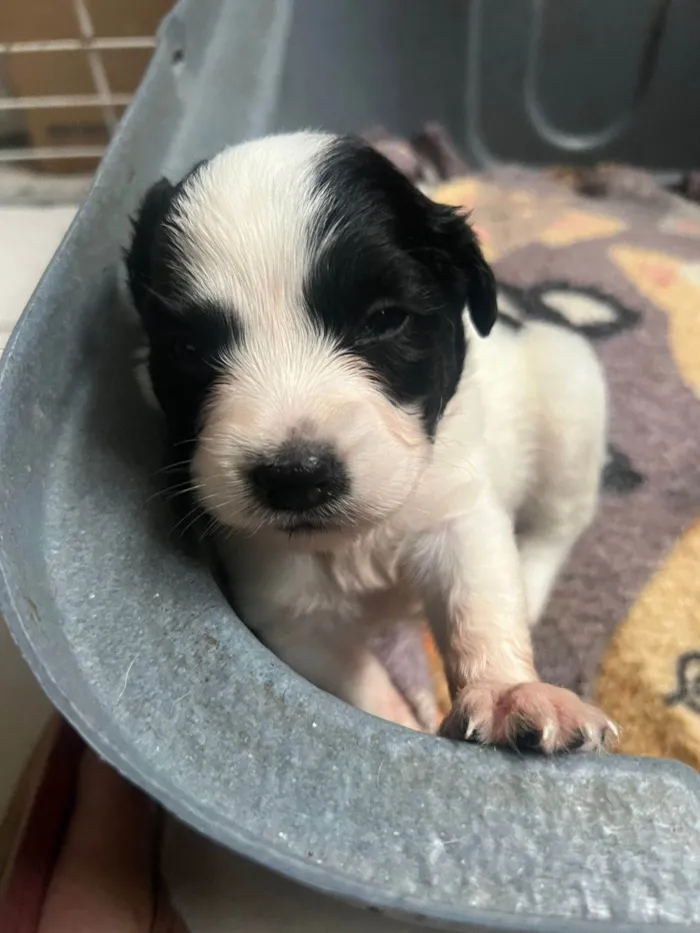 Cachorro ra a SRD-ViraLata idade Abaixo de 2 meses nome Filhotinhos