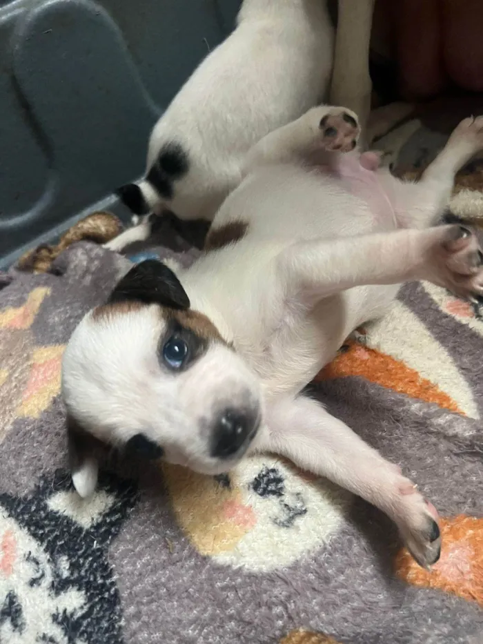 Cachorro ra a SRD-ViraLata idade Abaixo de 2 meses nome Filhotinhos