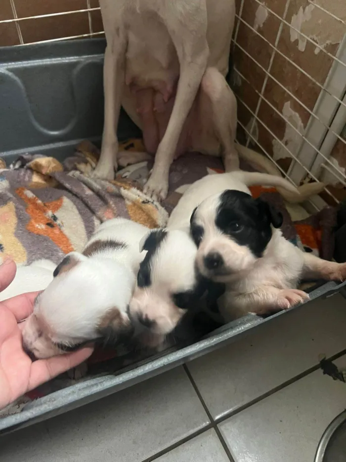 Cachorro ra a SRD-ViraLata idade Abaixo de 2 meses nome Filhotinhos