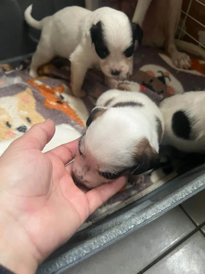 Cachorro ra a SRD-ViraLata idade Abaixo de 2 meses nome Filhotinhos