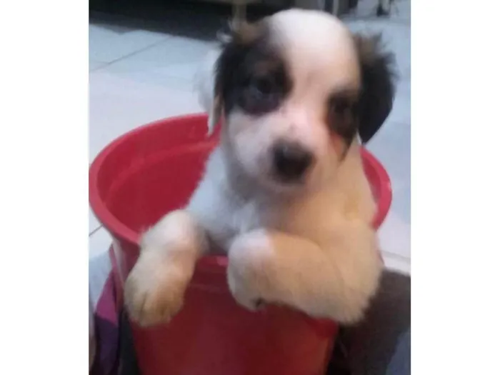 Cachorro ra a SRD-ViraLata idade Abaixo de 2 meses nome Filhotinhos