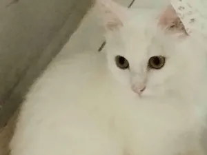 Gato raça SRD-ViraLata idade 7 a 11 meses nome Estela 