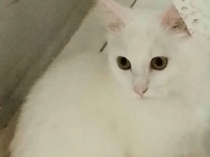 Gato ra a SRD-ViraLata idade 7 a 11 meses nome Estela 