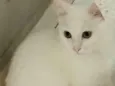 Estela