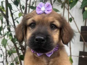Cachorro raça SRD-ViraLata idade 2 a 6 meses nome Manoela