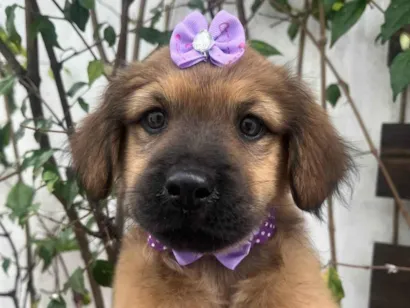 Cachorro raça SRD-ViraLata idade 2 a 6 meses nome Manoela