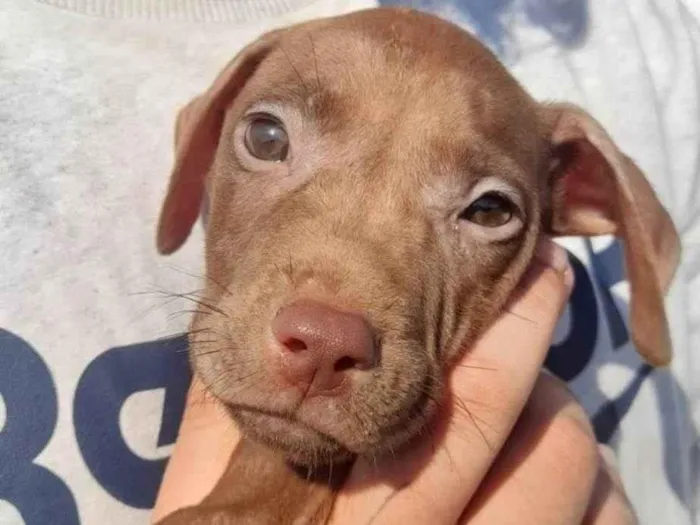 Cachorro ra a Pit-Bull idade 2 a 6 meses nome Filhotes Pitbullzinho 