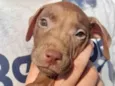 Filhotes Pitbullzinho