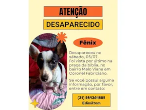 Cachorro raça Pinscher idade 1 ano nome Fenix
