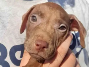 Cachorro raça Pit-Bull idade 2 a 6 meses nome Filhotes Pitbullzinho 