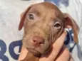 Filhotes Pitbullzinho