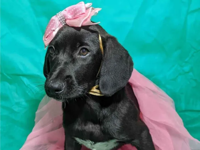 Cachorro ra a SRD-ViraLata idade 2 a 6 meses nome Brisa