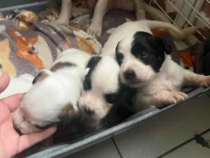 Cachorro raça SRD-ViraLata idade Abaixo de 2 meses nome Filhotinhos