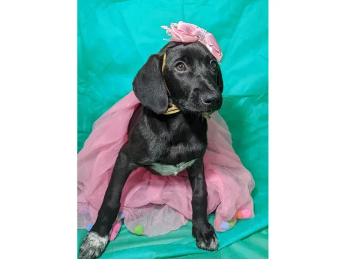 Cachorro ra a SRD-ViraLata idade 2 a 6 meses nome Brisa