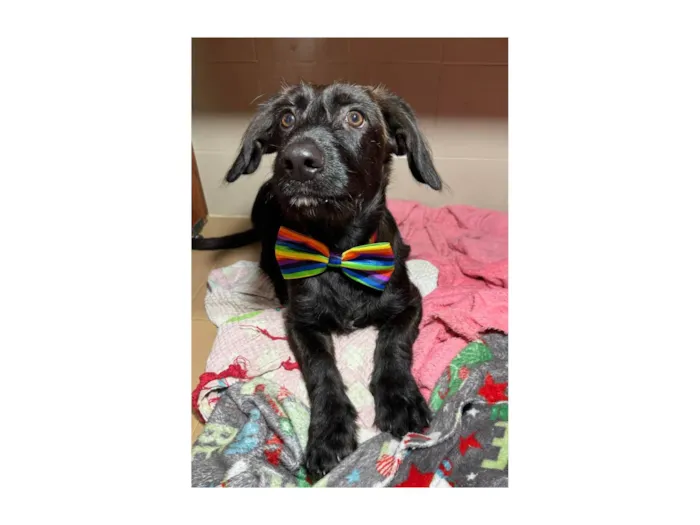 Cachorro ra a SRD-ViraLata idade 2 a 6 meses nome Chokito