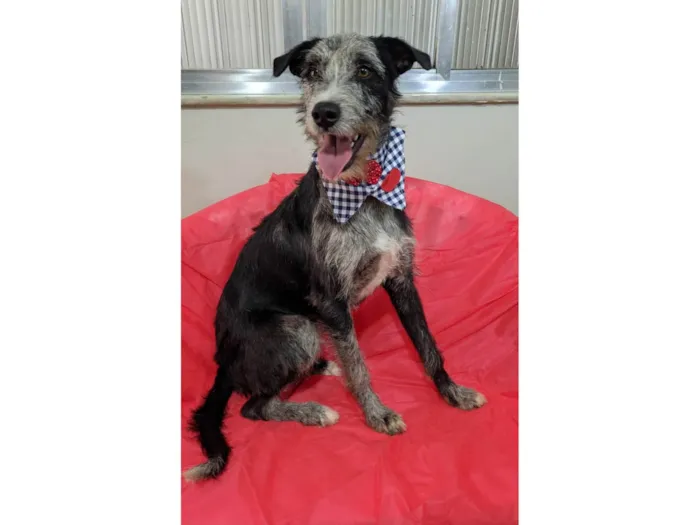 Cachorro ra a SRD-ViraLata idade 1 ano nome Juca