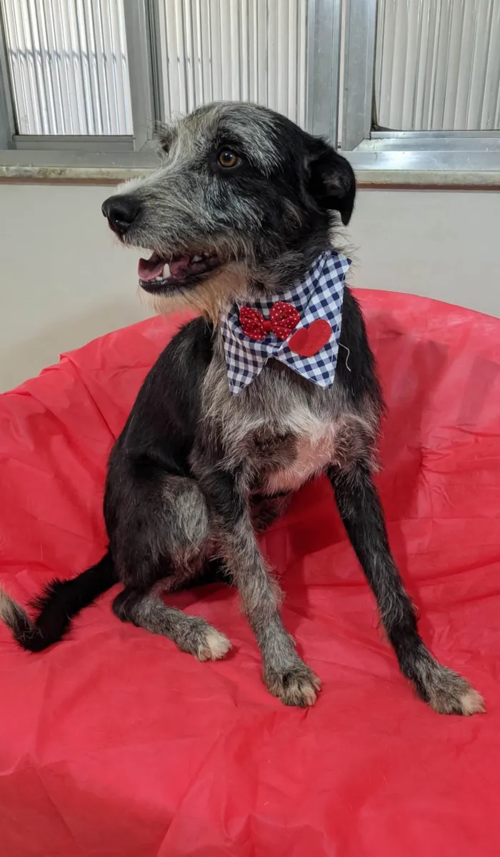 Cachorro ra a SRD-ViraLata idade 1 ano nome Juca